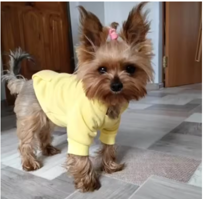 Meelaas Comfy Pet Hoodie