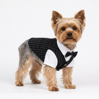 A small white dog standing on green grass outdoors, wearing a formal pet outfit with a white shirt, black pinstripe vest, and black bow tie.